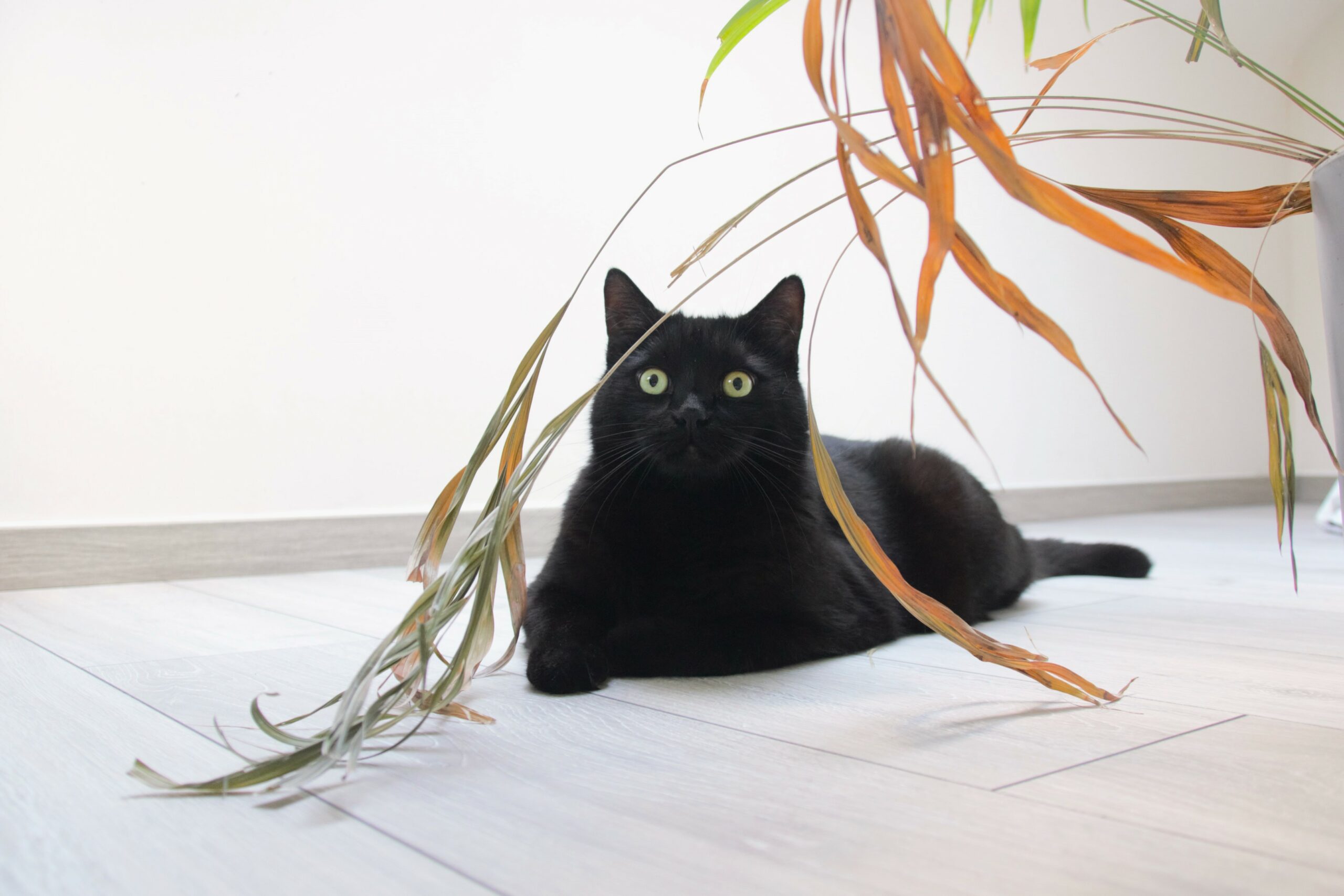 Nelson, Saar Bossuyt's cat and companion during the writing of Consumer Behaviour: An Introduction