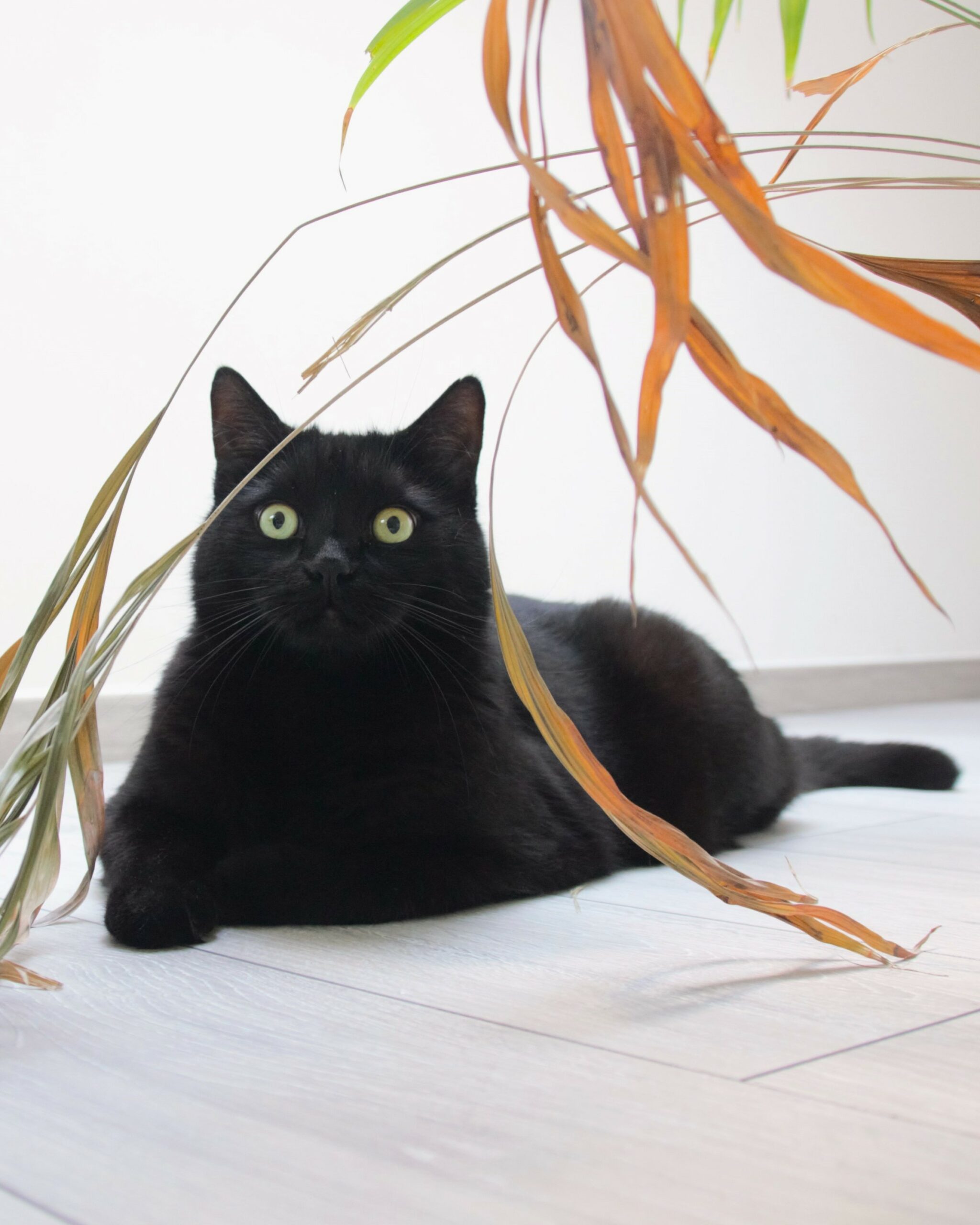 Nelson, Saar Bossuyt's cat and companion during the writing of Consumer Behaviour: An Introduction